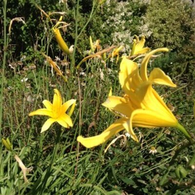 Profile Picture of Chris Archer (@Chris58fury) on Twitter