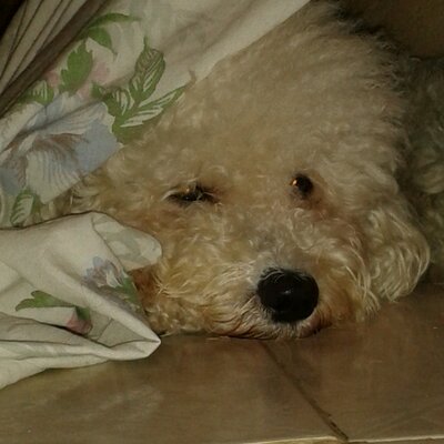 Profile Picture of Catherine Nova (@@nova_catherine) on Twitter