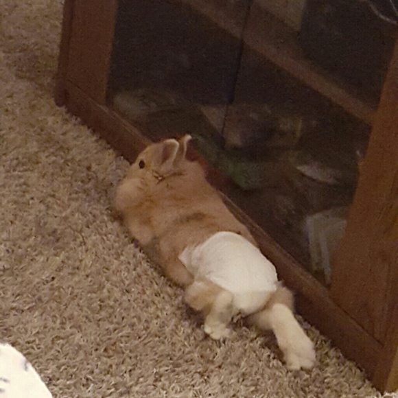 Profile Picture of Mikayla Monhollen (@mikaylamon) on Poshmark