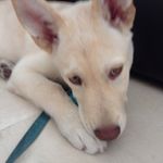 Profile Picture of Max (@max_jiang_098) on Instagram