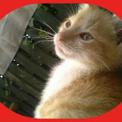 Profile Picture of Adrian Leahy (@adrianleahy6393) on Youtube