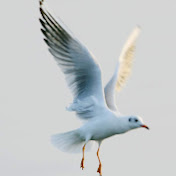 Profile Picture of Bereck HU (@bereckhu998) on Youtube