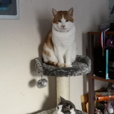 Profile Picture of Amanda Macrae (@AmandaM64444714) on Twitter