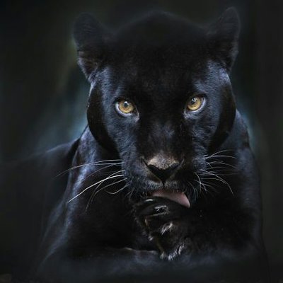 Profile Picture of Adeel Syed Zada (@adeelsyedzadaa) on Twitter