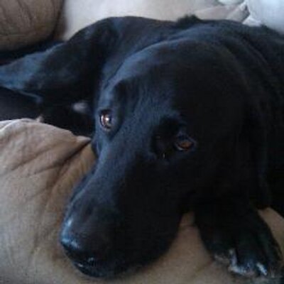 Profile Picture of David Suits (@davidsuits13) on Twitter