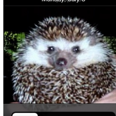 Profile Picture of Barbara Smirl (@skruffy2) on Twitter