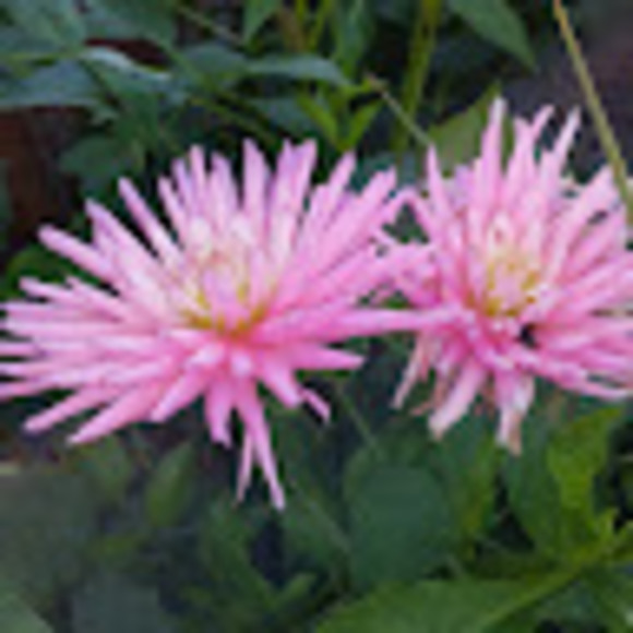 Profile Picture of Kafiat Beck (@kafiatbeckley) on Poshmark