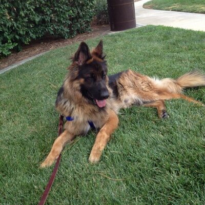 Profile Picture of Joseph Salama (@Chitai_Gei_Komo) on Twitter