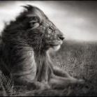 Profile Picture of Yaser Syed (@tribe23) on Pinterest