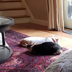 Profile Picture of kittens (@adrian_batten) on Instagram