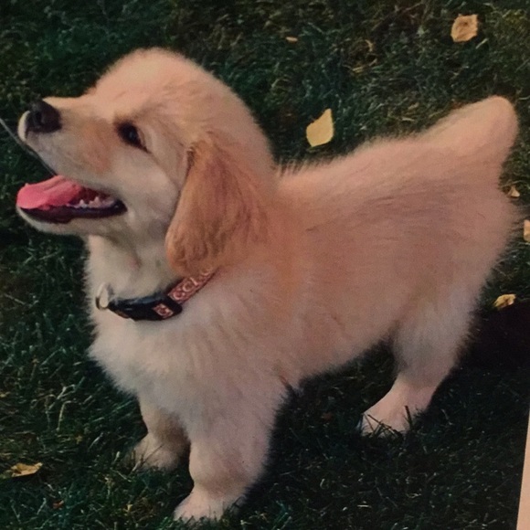 Profile Picture of Barry Gray (@grayteck) on Poshmark