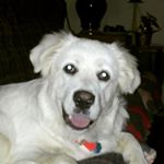 Profile Picture of joe byars (@tessa_and_riley_dog) on Instagram