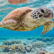 Profile Picture of IVAN TREJO (@ivantrejo8956) on Youtube