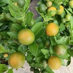 Profile Picture of Ronolo Chona (@Ronolo-Chona) on Facebook