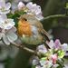 Profile Picture of Connie McKeever (@george5555) on Pinterest