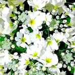 Profile Picture of Akiko Iwasaki (@Akiko-Iwasaki) on Facebook