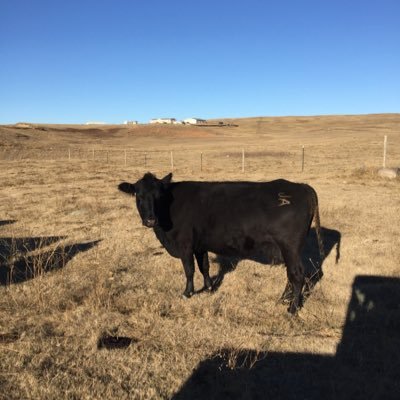 Profile Picture of Jeff Amundson (@dmaxking) on Twitter