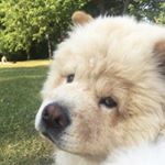 Profile Picture of Leo DiChowprio (@leonardodichowprio) on Instagram