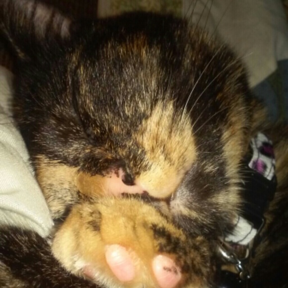 Profile Picture of Angela Screnci (@angytotherescue) on Poshmark