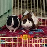 Profile Picture of Amelia and Aiko (@redbird_piggies) on Instagram