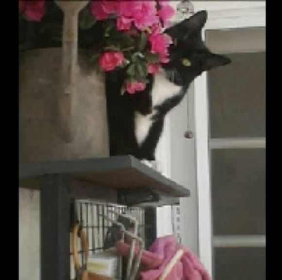 Profile Picture of Christin Jackman (@ccjackman) on Poshmark