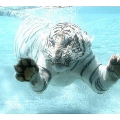 Profile Picture of Ray Rhodes (@@rayser83) on Twitter