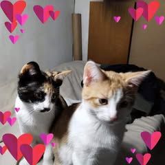 Profile Picture of lisaheffner1 (@lisa.heffner1) on Tiktok