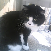 Profile Picture of Michael DeSantis (@mmikephilly) on Youtube