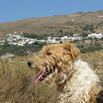 Profile Picture of Simon Oliver (@Simon in the Alpujarras) on Flickr