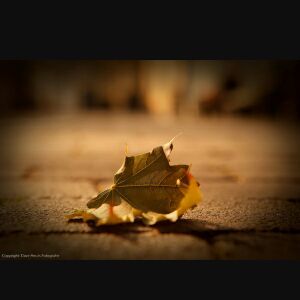 Profile Picture of Eunice Woo (@eunicewooshanyi16) on Tiktok