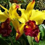 Profile Picture of Cosby Potter - Davis (@cobbydavis2015_) on Instagram