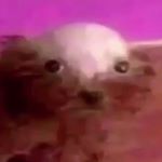 Profile Picture of jacoblindencole (@jacoblindencole) on Instagram