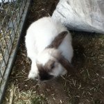 Profile Picture of Amelia Mcleod 🍭 (@milly1515) on Instagram