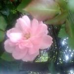 Profile Picture of Joyce Zimmermann (@tadaschi) on Instagram