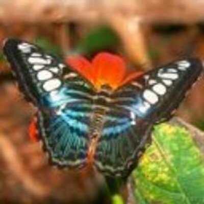 Daniel Worthen - Twitter Profile Picture of Daniel Worthen (@thehiradi) on Twitter