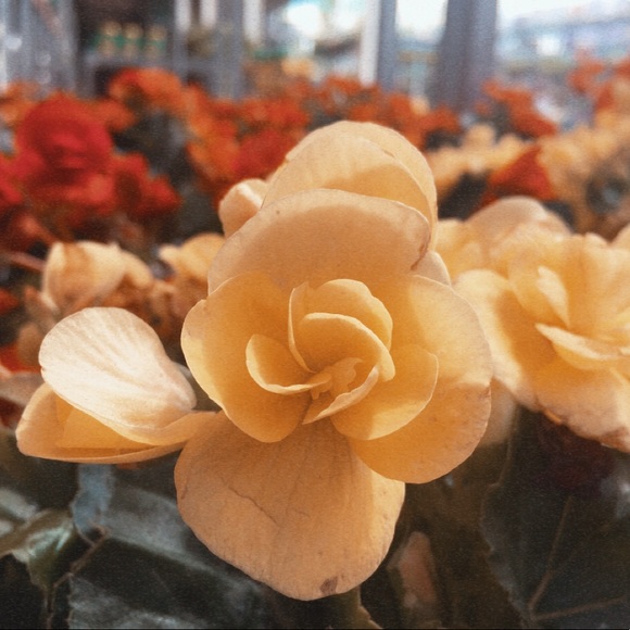 Profile Picture of Savannah Schmitz (@savannahschm918) on Poshmark