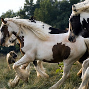 Profile Picture of Matt Crowell (@mvcrowell11) on Youtube