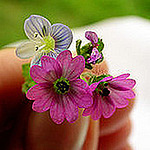 Profile Picture of Chung Lam Ngoc (@❤seasons❤) on Flickr