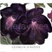 Profile Picture of Jean Moncier (@jeanmoncier) on Pinterest