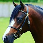 Profile Picture of Huw Thomas Saddlery (@huw_thomas_saddlery) on Instagram