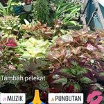 Profile Picture of Juni Hartuti (@junihartuti) on Instagram