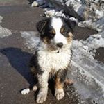 Profile Picture of Peter Dach (@dachvpeter) on Instagram
