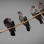 Profile Picture of Ebrahim Haghighi (@ebi_poshtir) on Flickr