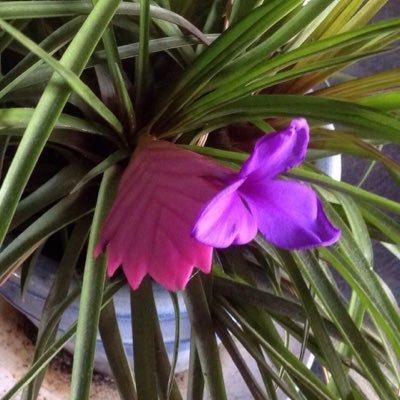 Profile Picture of Stacey Marriott (@MarriottStacey) on Twitter