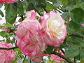 Profile Picture of Rosa 'Handel'on Wikipedia