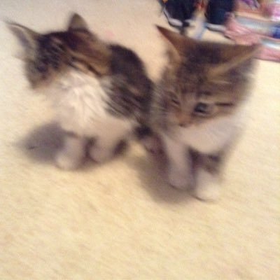 Profile Picture of Tanisha (@ChaseAndOliver) on Twitter