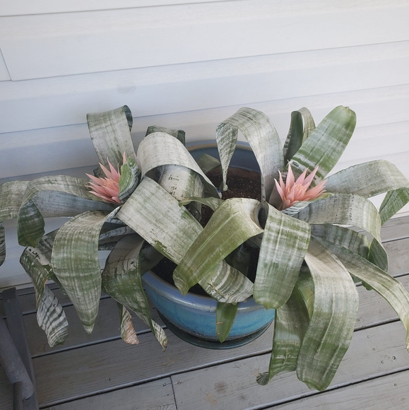 Profile Picture of Nancy Patton (@harleyzmom) on Poshmark