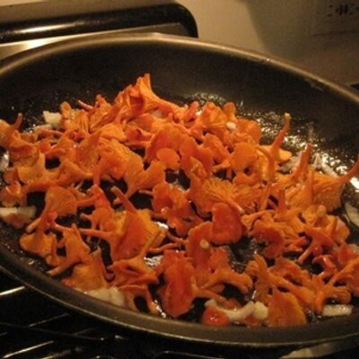 Profile Picture of Matthew Sussman (@kingboletus1) on Twitter