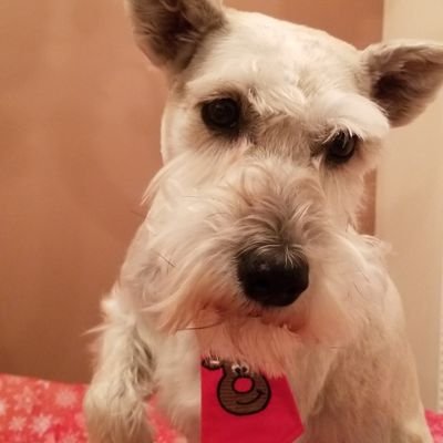 Profile Picture of Colleen (@ChicagoCollen) on Twitter