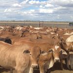 Profile Picture of Kim Iland (@kimcattleman) on Instagram